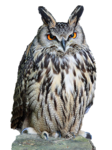 Owl PNG-26767